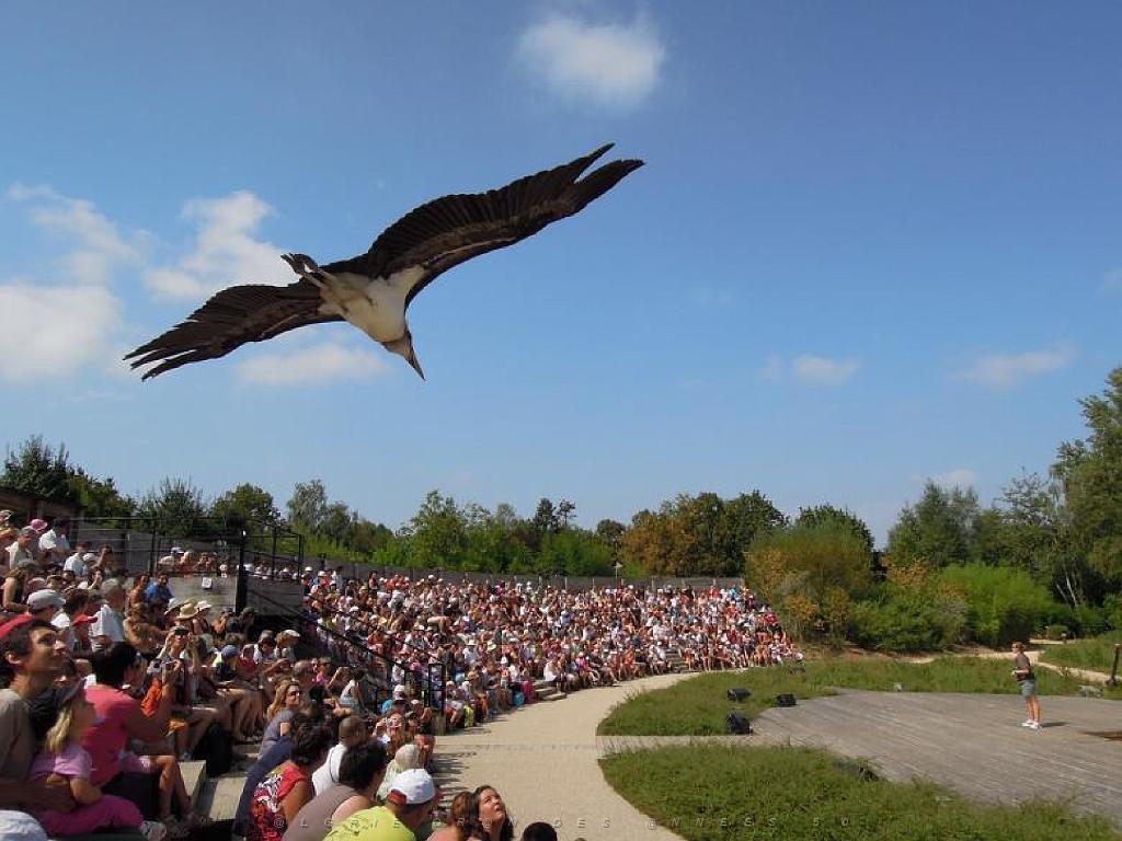 101PARC AUX OISEAUX DANS L AIN 2016 3_000050.jpg